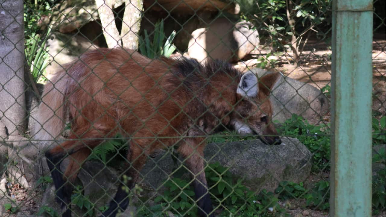 Lobo Guará nova cédula