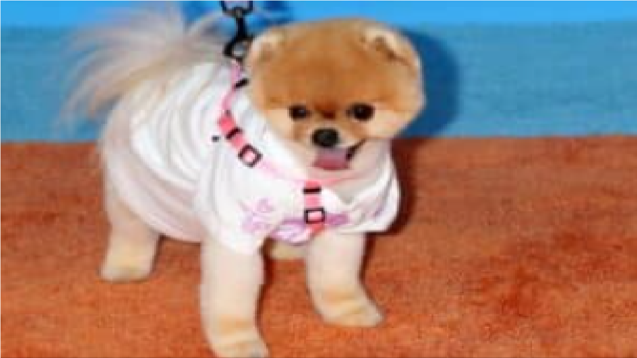 Pet Jiffpom com blusa branca e coleira rosa