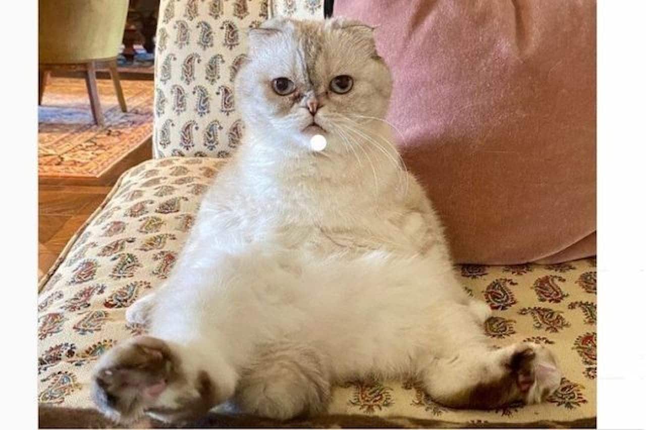 Gata da cantora Taylor Swift