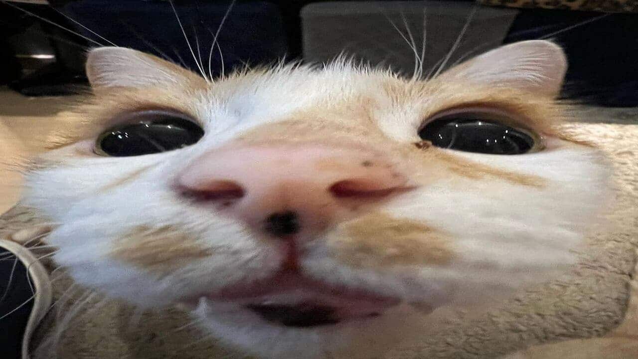 Gatos
