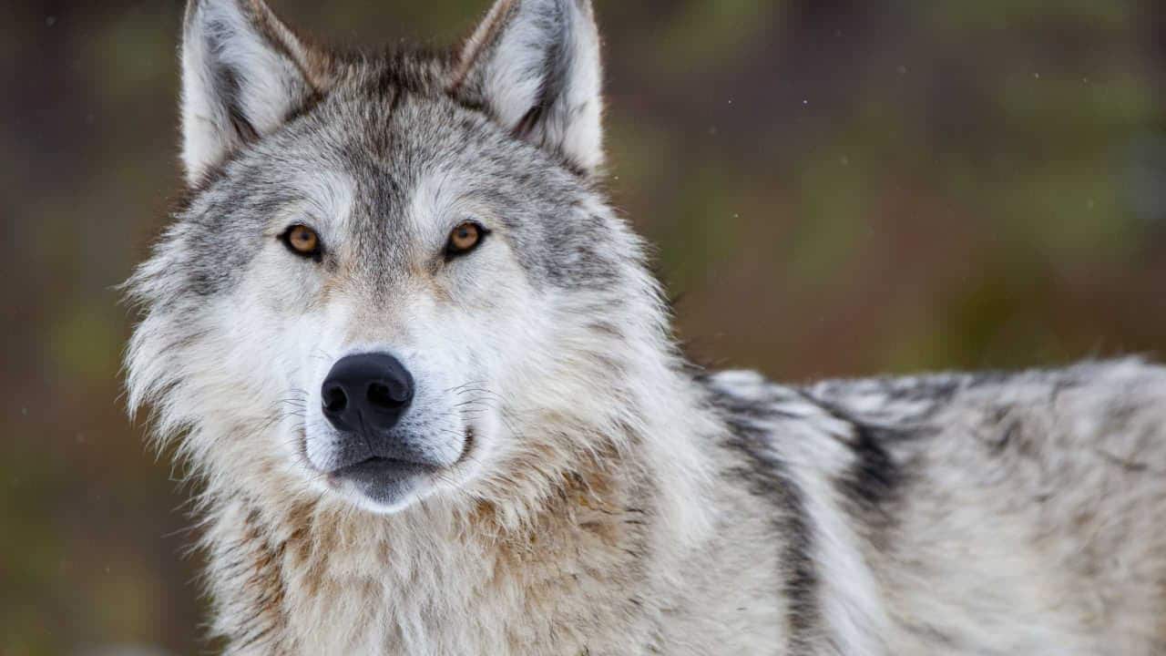 imagem de um lobo branco real