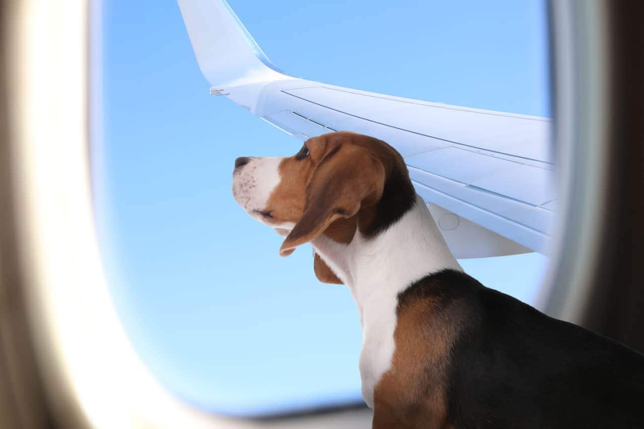 Azul libera transporte de animais nas cabines; confira as regras