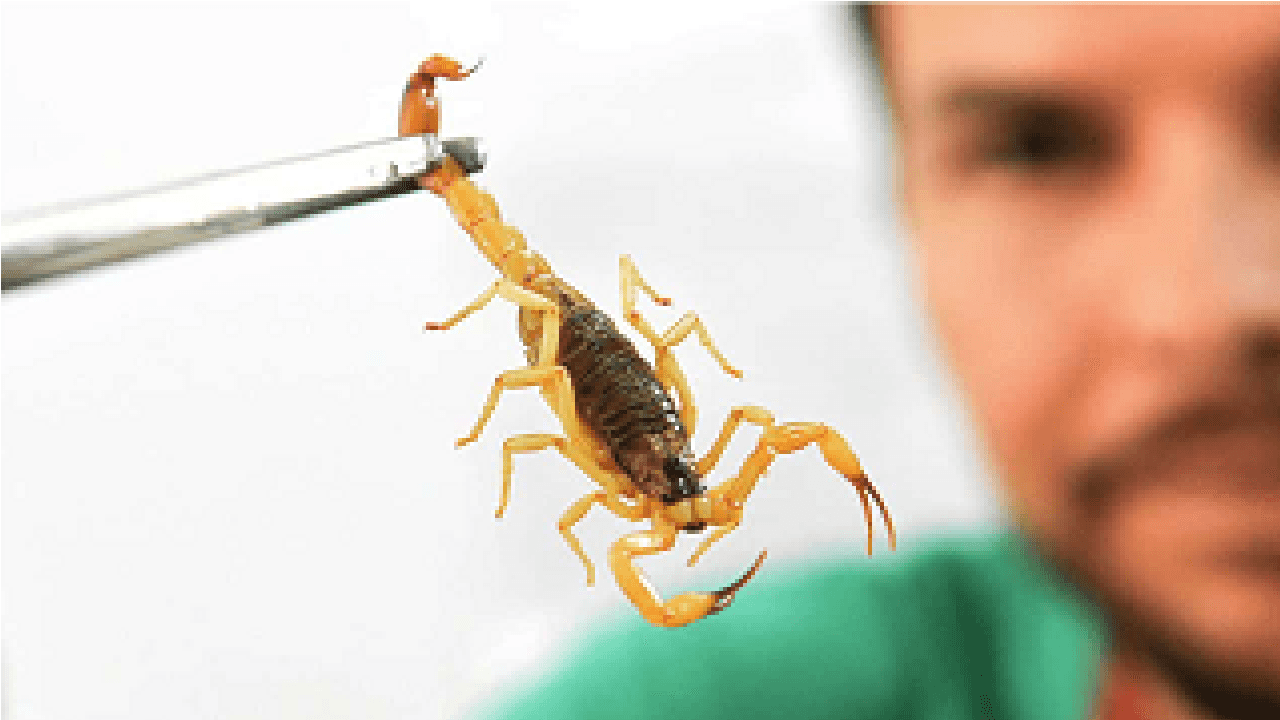 Homem segurando um escorpião com uma pinça