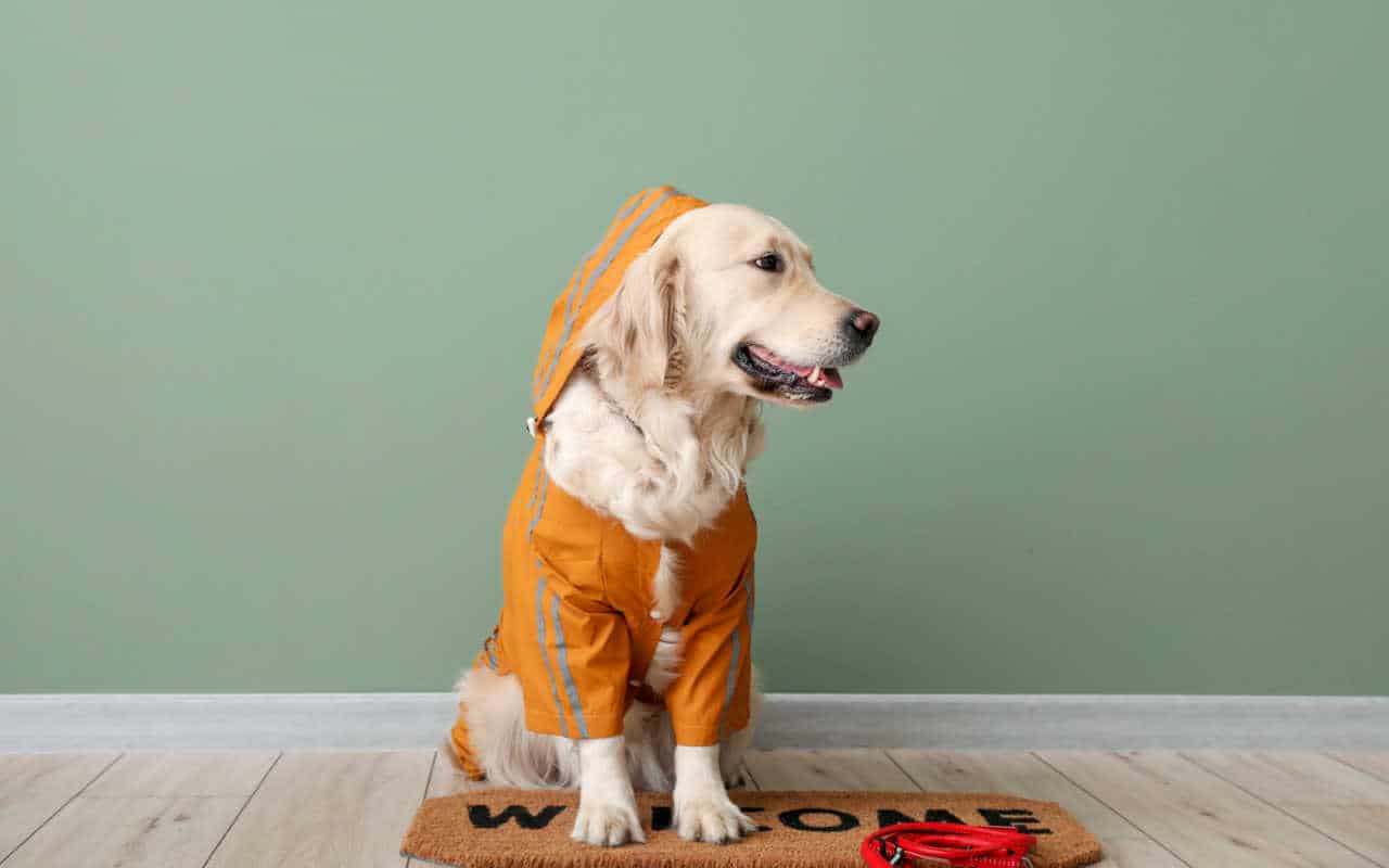 Cão branco com roupa laranja