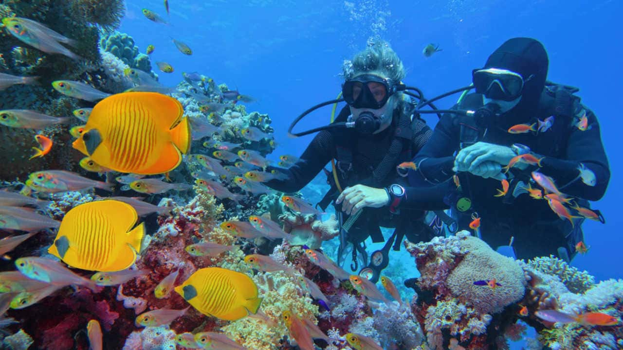 casal de mergulhadores no fundo do mar admira os peixes