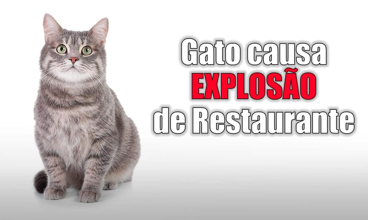 Gato cinza sentado em um espaço brando. Ao lada aparecer a frase "Gato causa explosão de restaurante"