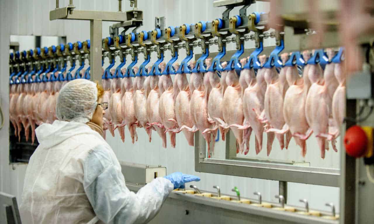 Funcionário com roupas de proteção trabalhando na empresa de frango