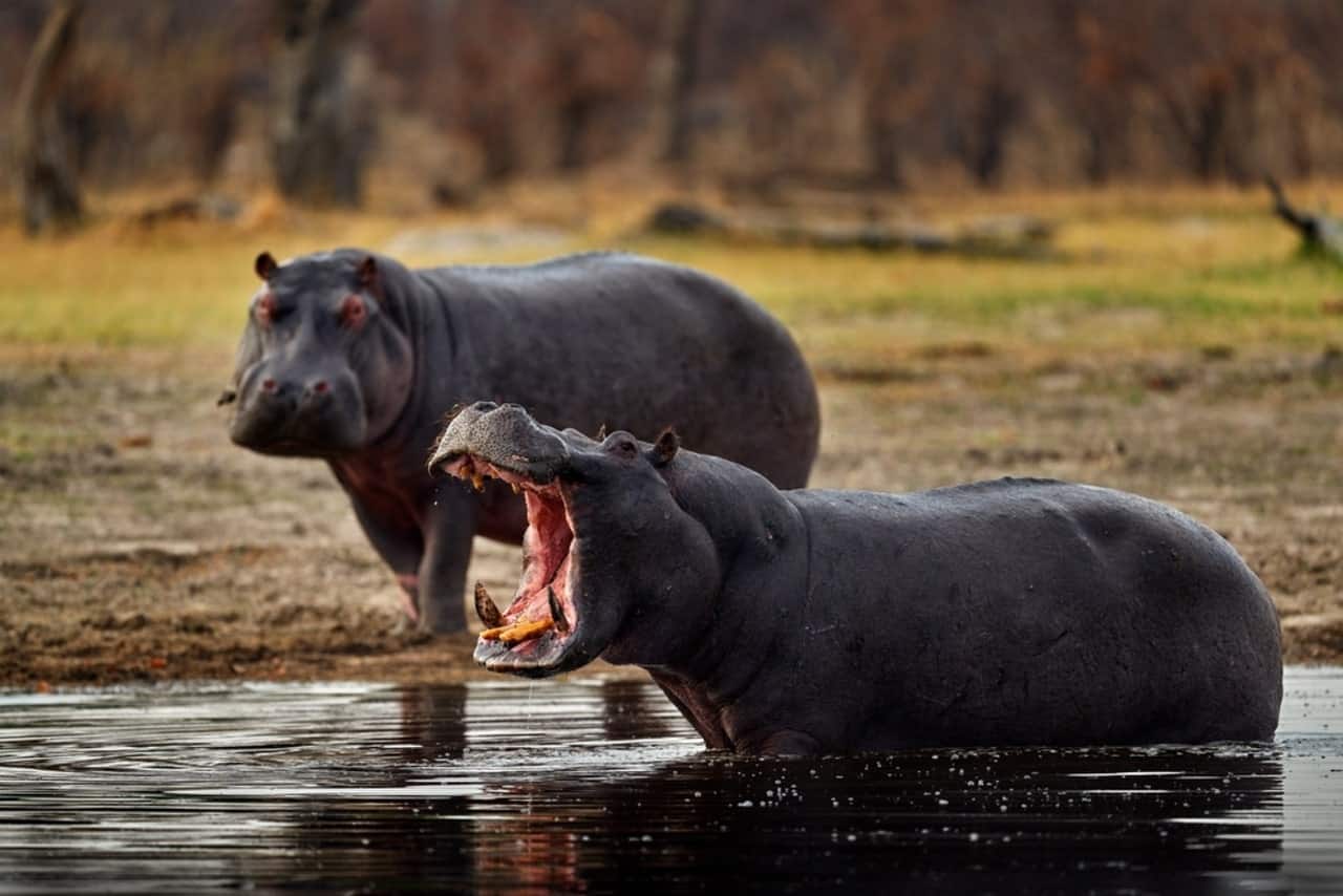Imagem de dois hipopótamos