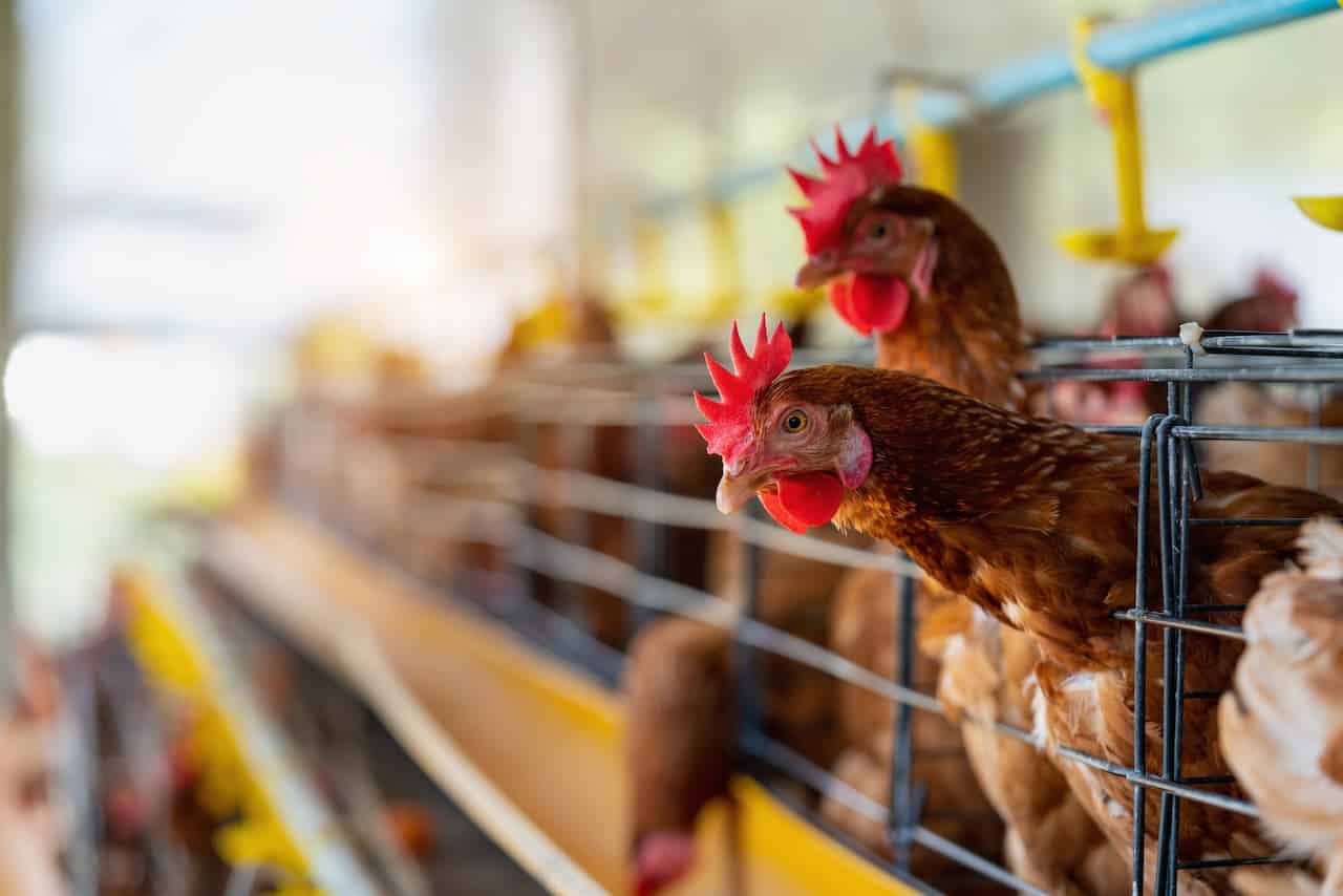 Galinhas em um local de criação dos animais. Apenas uma delas está em foco total