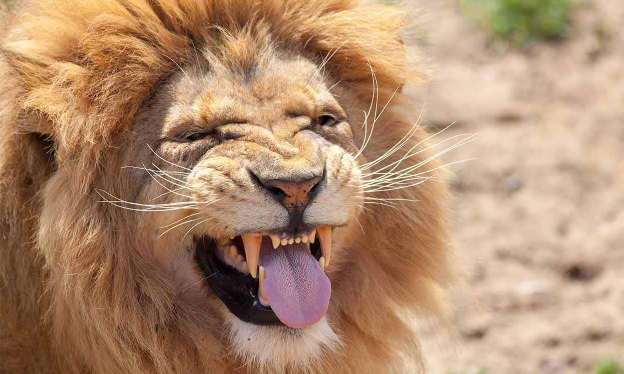 Imagem de um leão rugindo, mostrando dentes e língua