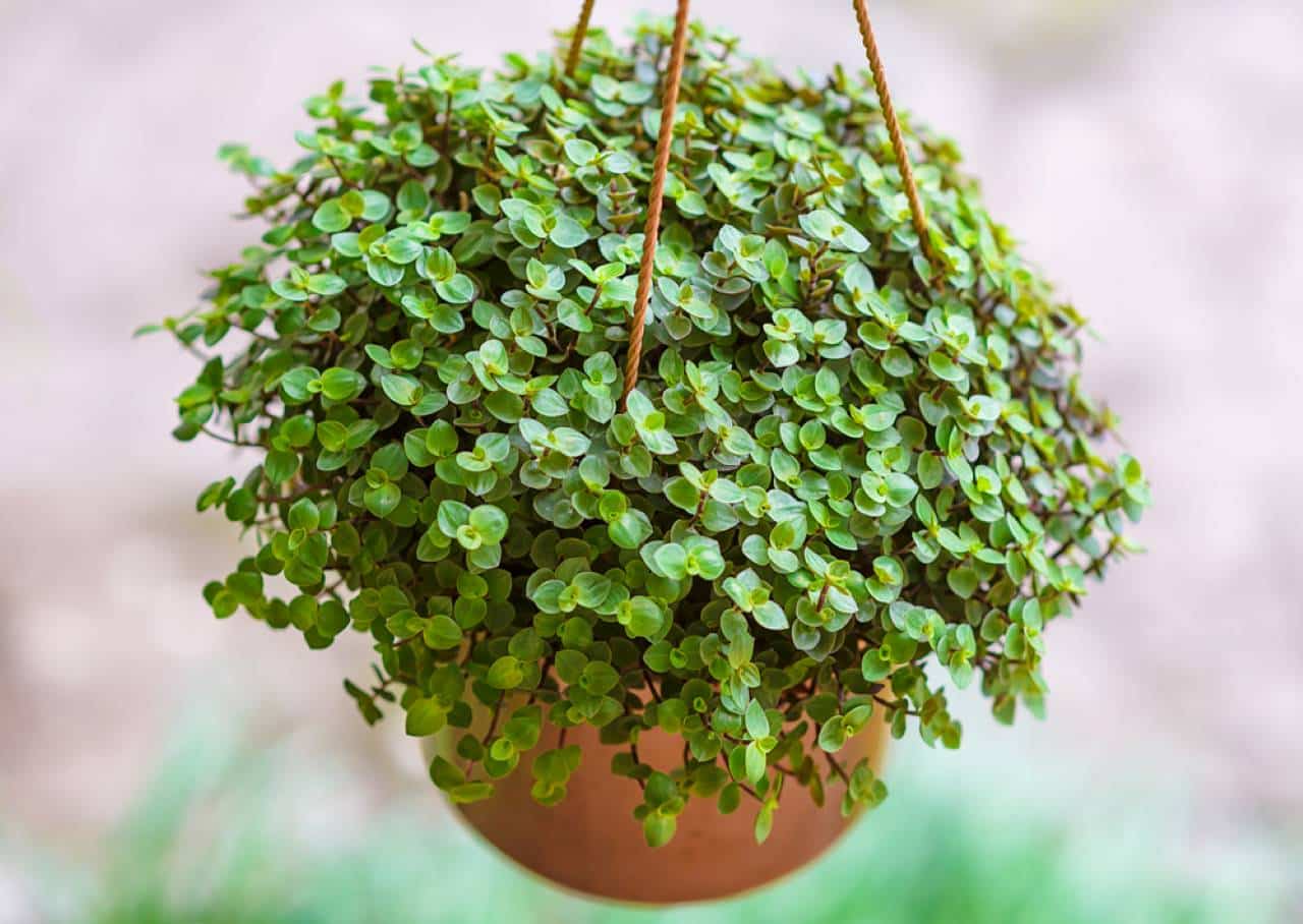 planta dinheiro-em-penca