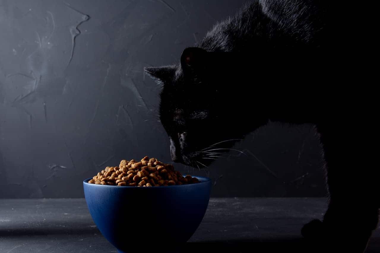Gato preto comendo em um prato de ração