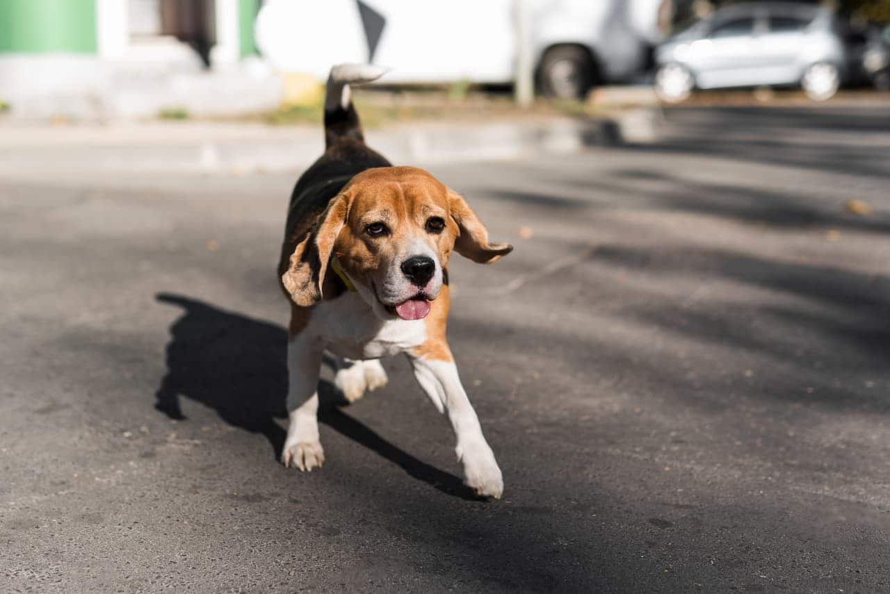 cachorro beagle correndo na rua abandono de animais