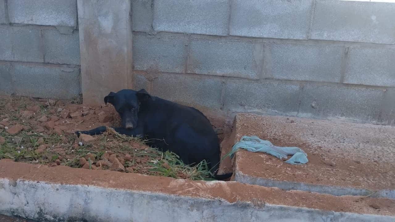 Uma cadela preta em um buraco feito na terra de um canteiro. Ao fundo, um muro com tijolos de concreto visíveis