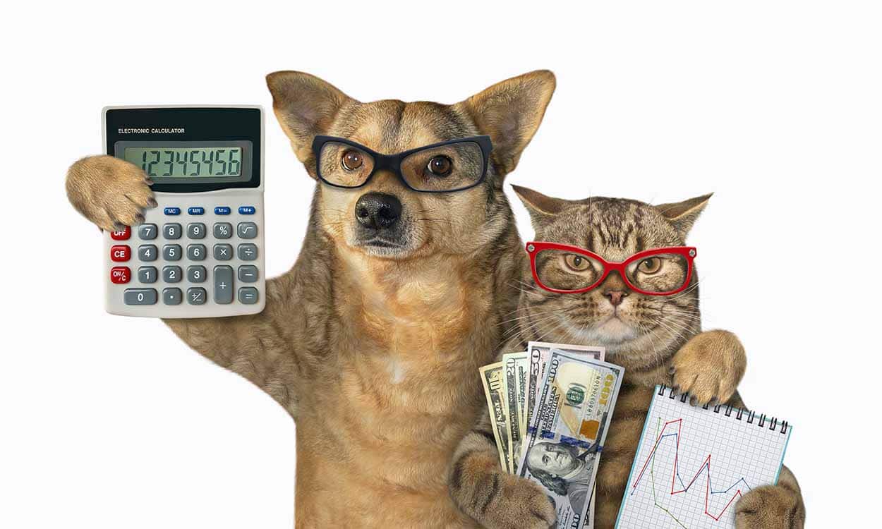 Cachorro e gato usando óculos segurando uma calculadora e notas de dinheiro