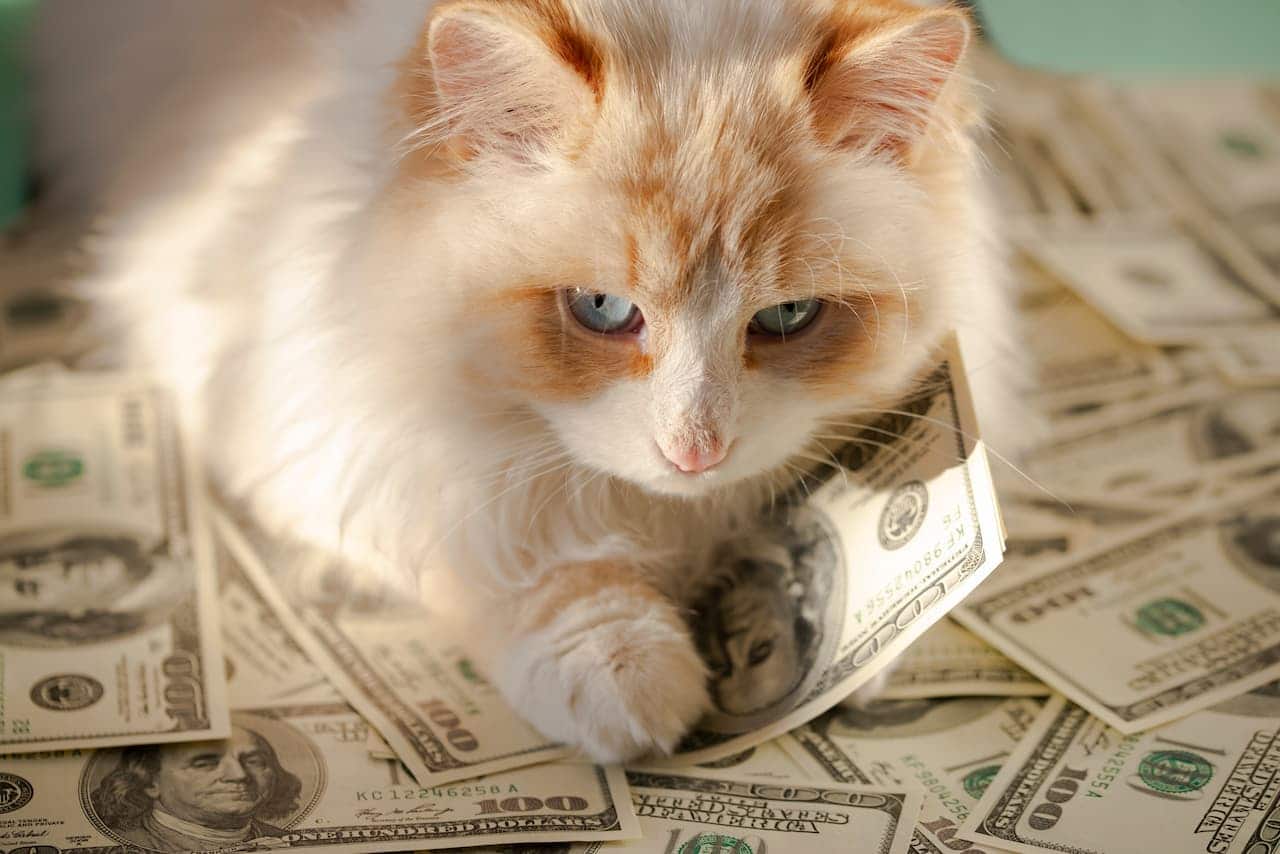 Gato deitado em notas de dólar.