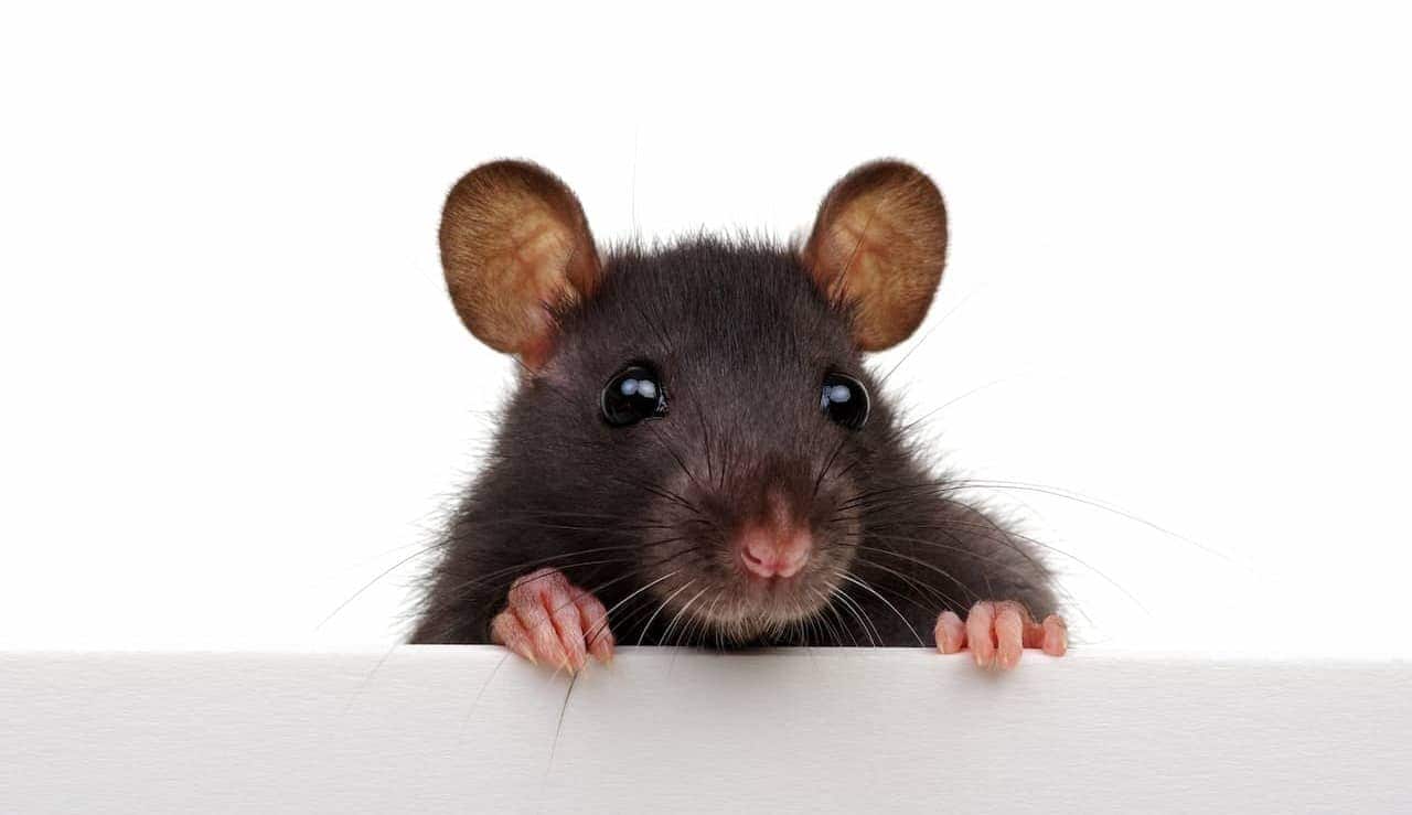 Imagem focada em um rato marrom, que está num fundo branco, com as patas apoiadas numa barreira branca, que cobre seu corpo do pescoço pra baixo