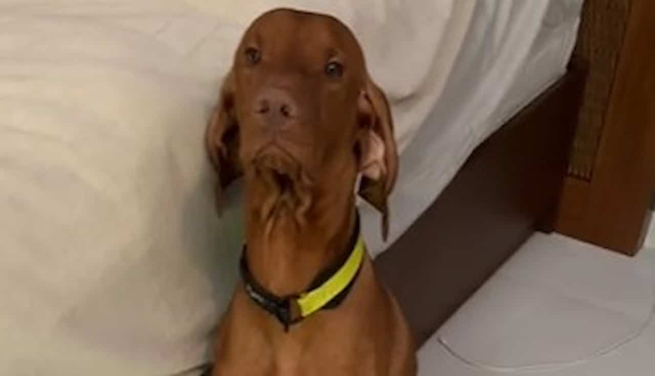 Chavito, o cachorro destruir