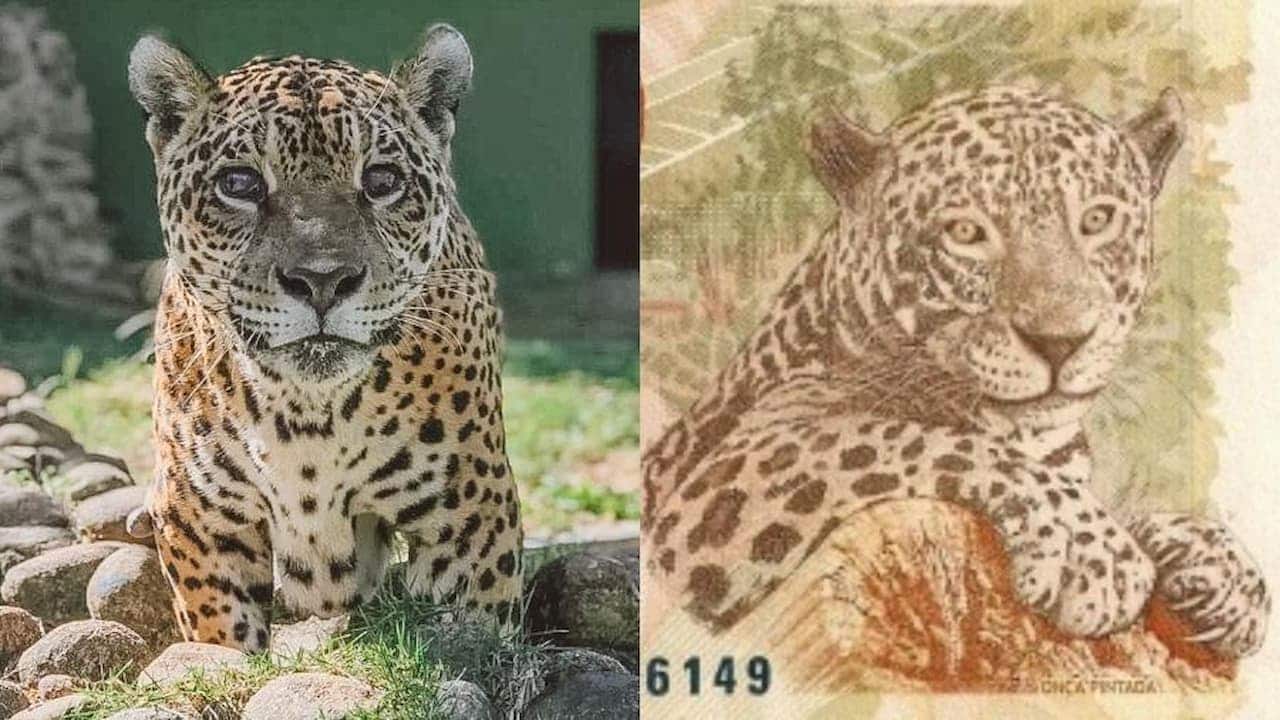 Conheça a história da onça que aparece na nota de 50 reais