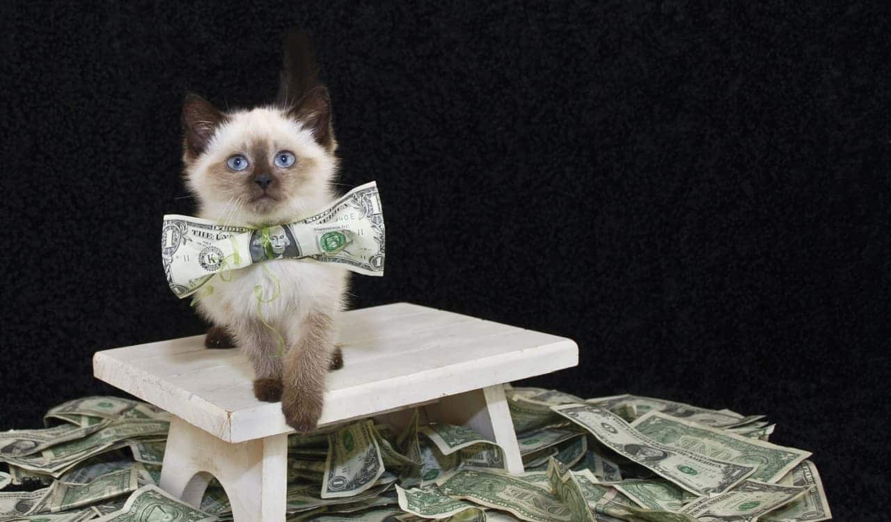 Raças de gato mais caras do mundo