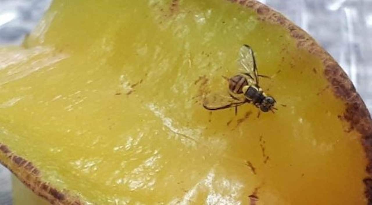 Mosca-da-carambola, ou “mosca maldita”, em uma carambola