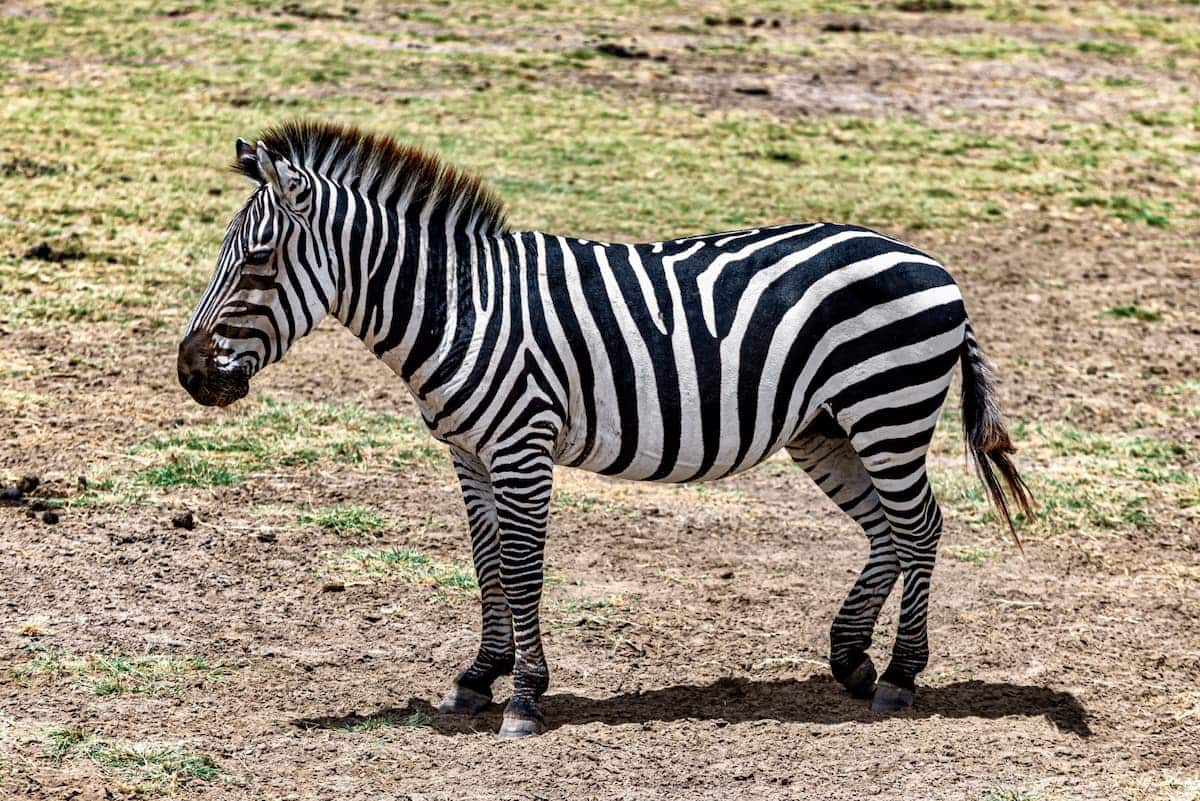 Foto de uma Zebra, animal do jogo do bicho.