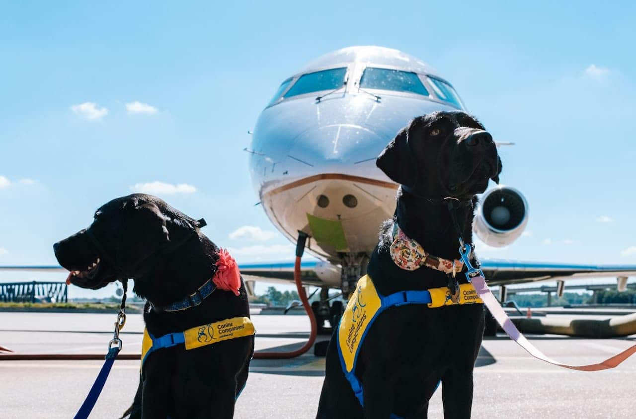 Imagem de dois cachorros pretos, de coleira, em frente à um avião