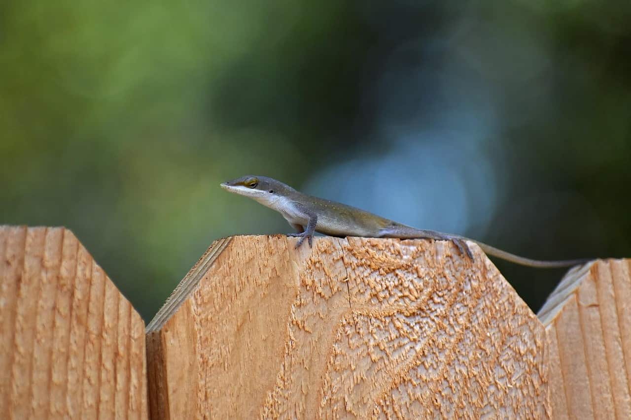 lagartixa
