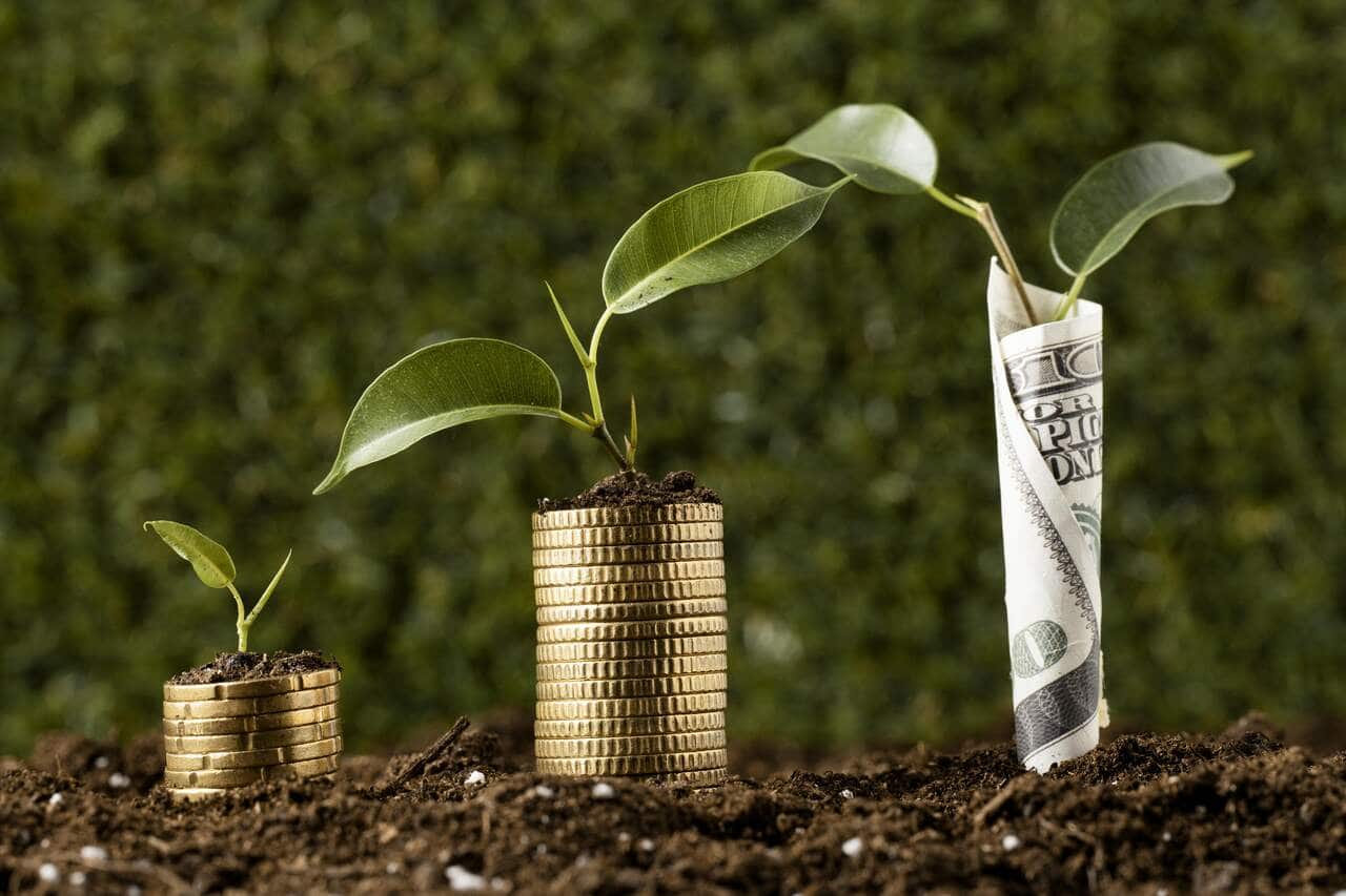 Plantas dinheiro render