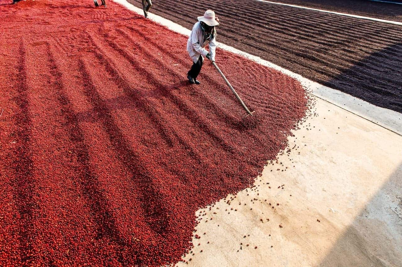 Café como moeda de troca no Brasil: da política do café com leite ao tarifaço
