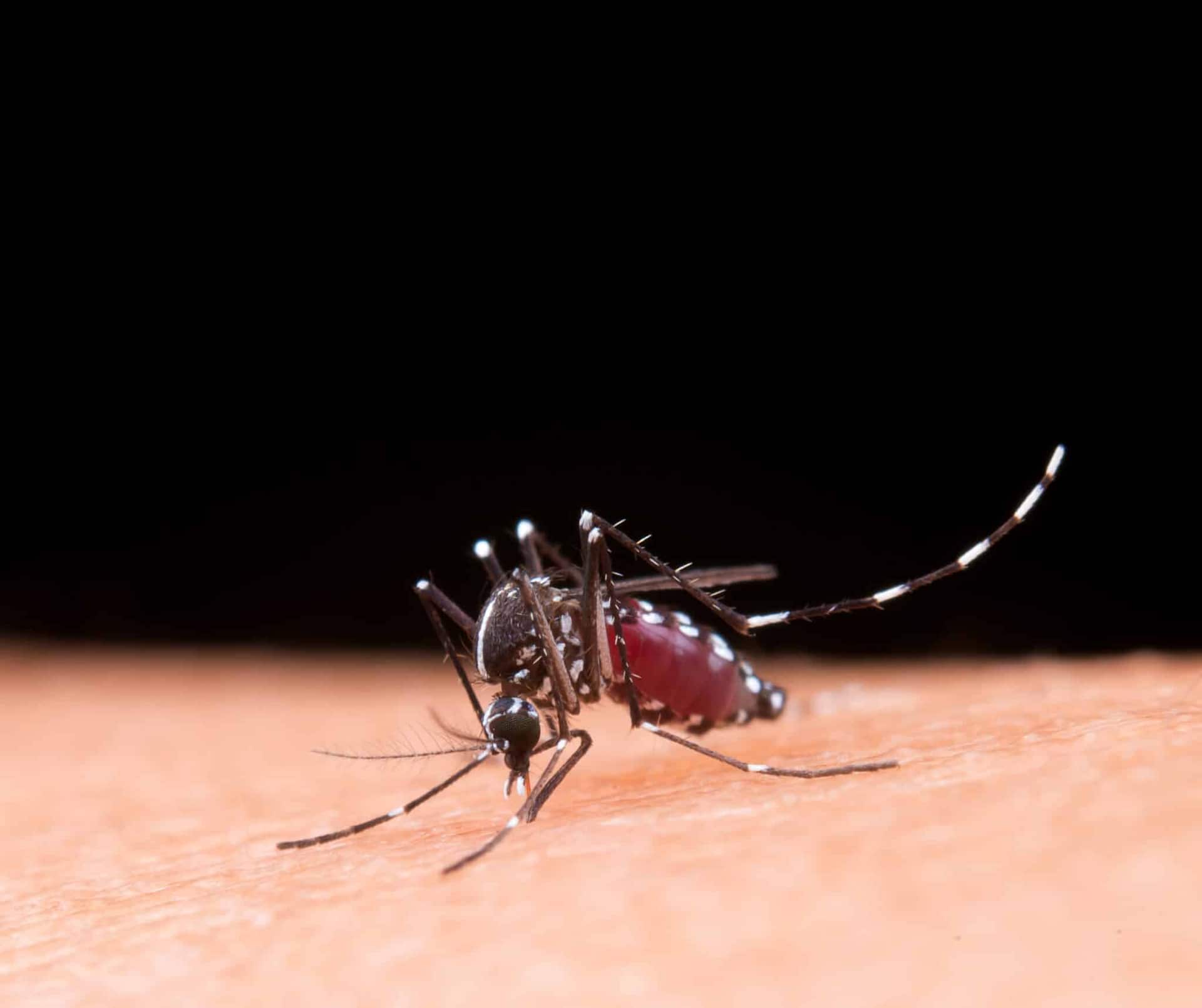 Impacto financeiro: Dengue e Chikungunya pesam R$ 1,2 bilhão na saúde pública zika