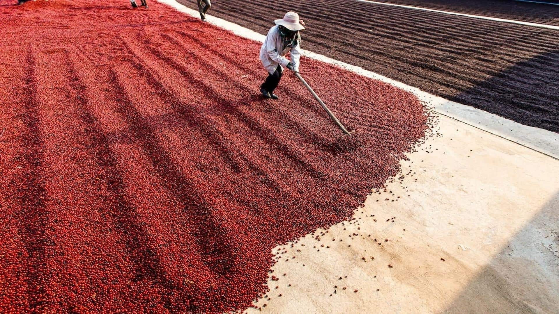 Commodities agrícolas encerram sessão com perdas lideradas por café e cacau