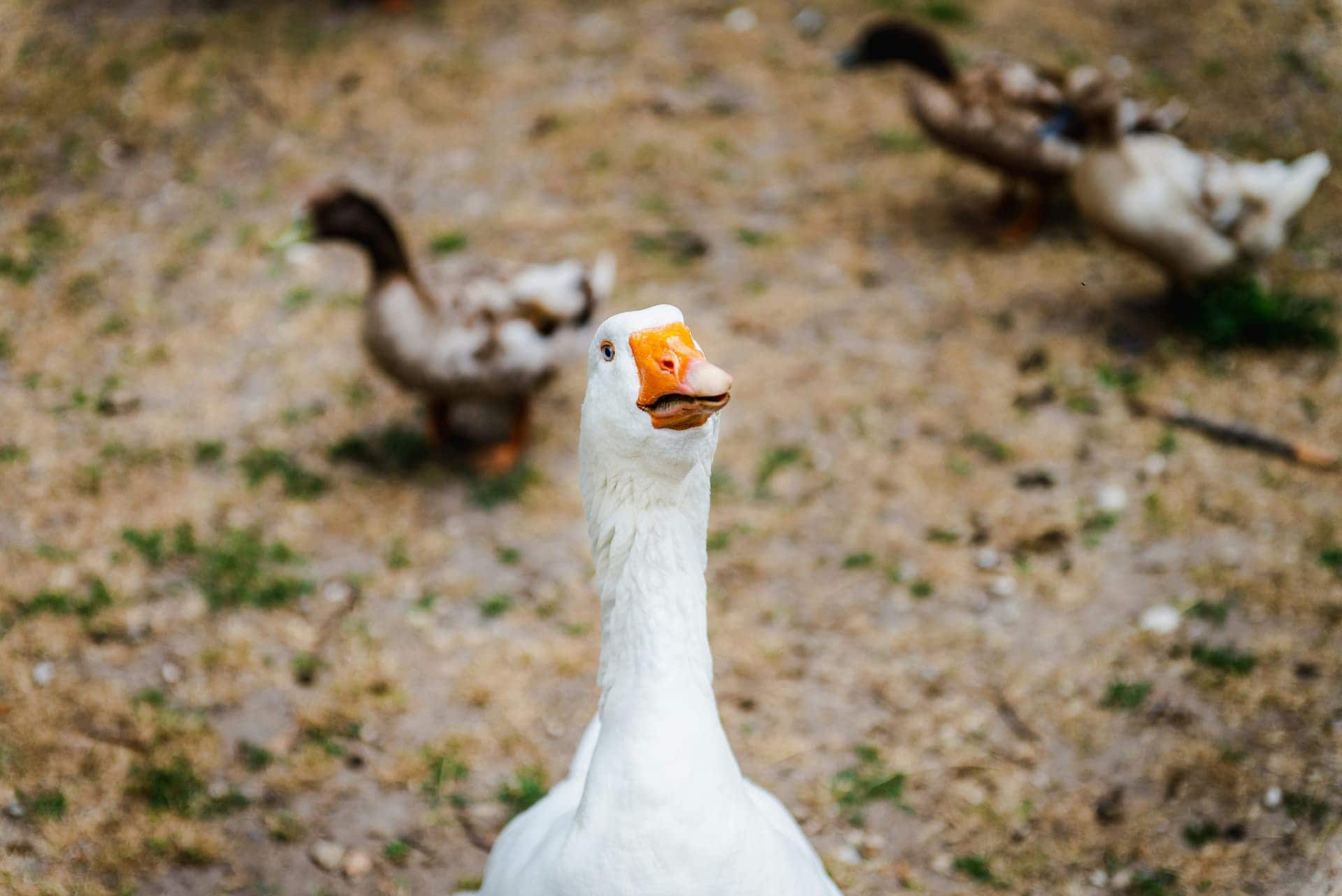 foie gras
