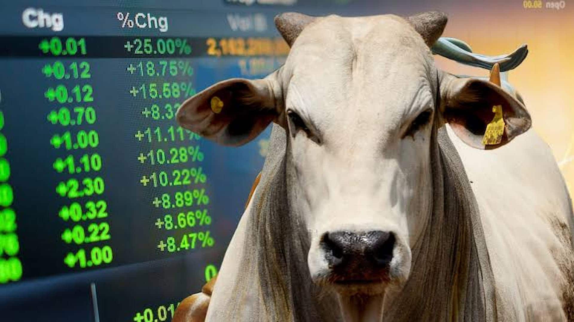 Mercado do boi gordo entra em agosto com atenção à oferta e à demanda