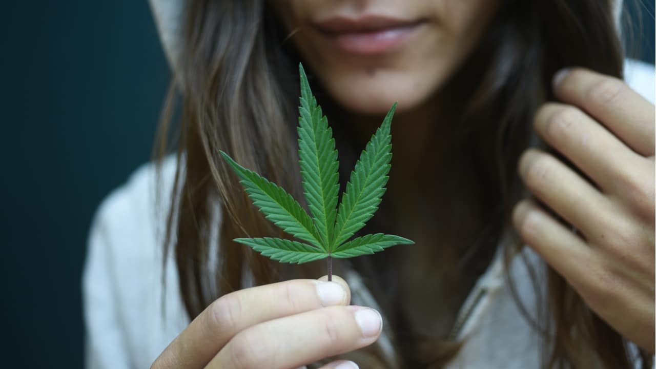 Anvisa pede mais tempo à Justiça para regulamentar cultivo de cannabis medicinal