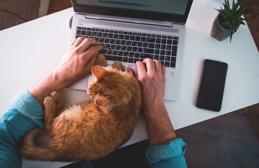Banco Inter x Itaú x BV: qual banco tem a melhor assistência PET?