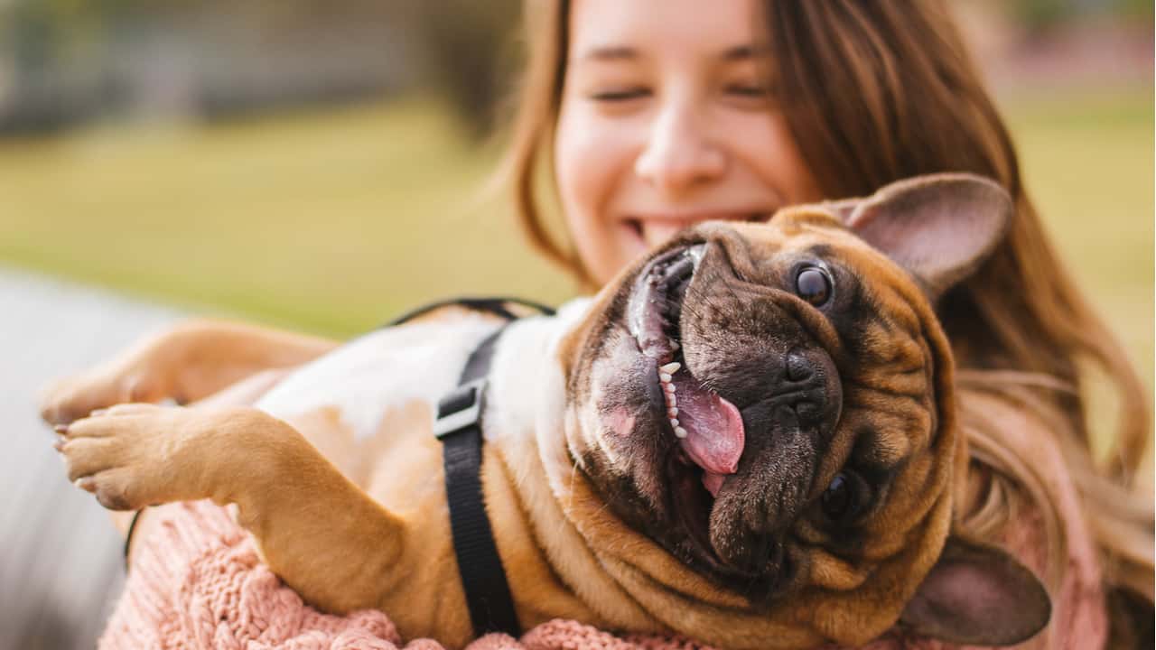 Assistência Pet Santander ou Itaú: qual é a melhor?