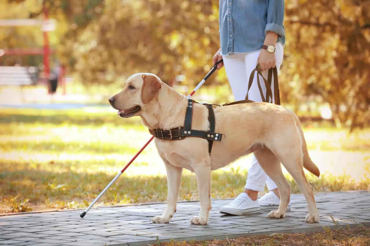 Gastos com cão guia poderão ser deduzidos no Imposto de Renda; saiba mais