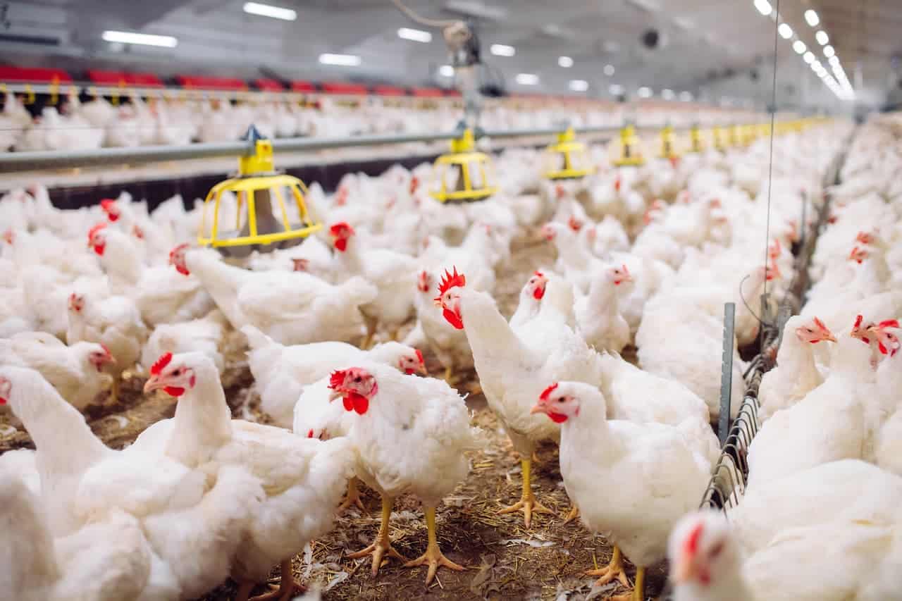 China bloqueia compra de frango do Brasil por causa da gripe aviária