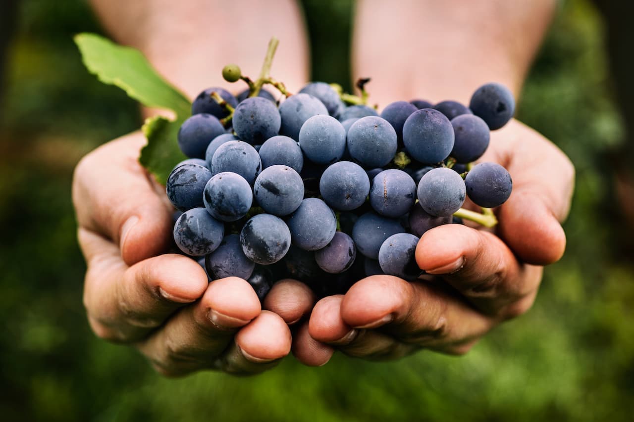 3 simpatias poderosas com uva para você ter mais dinheiro