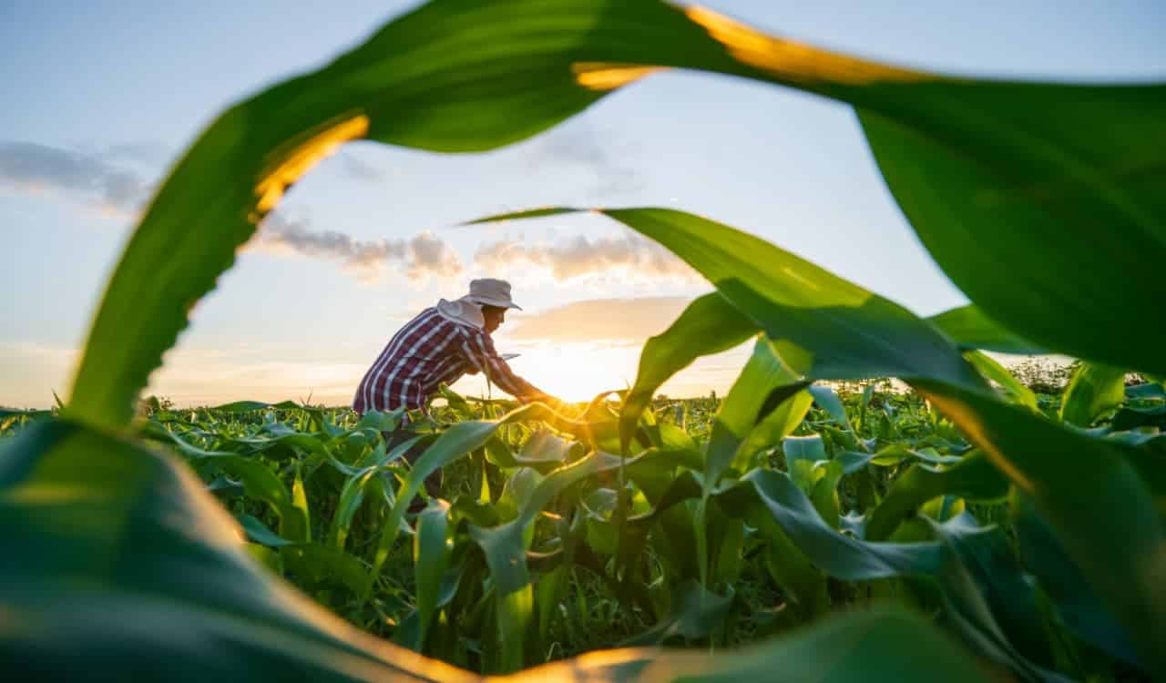 Agro brasileiro fortalece empregos e desafoga o Bolsa Família