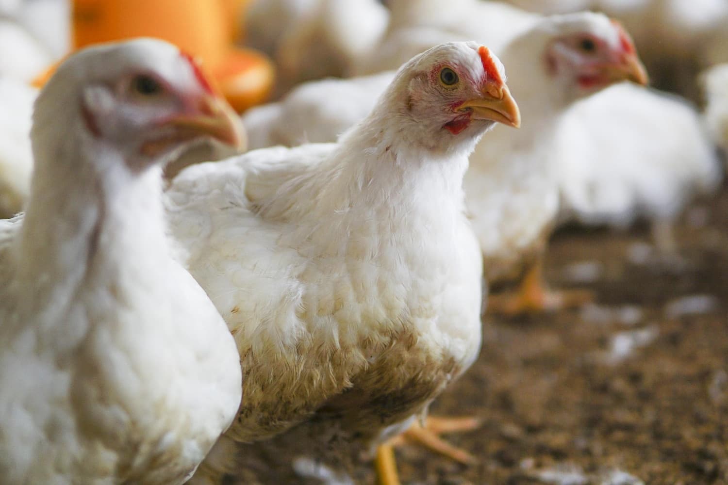 Brasil vai retomar exportações de frango em 28 dias, diz ministro