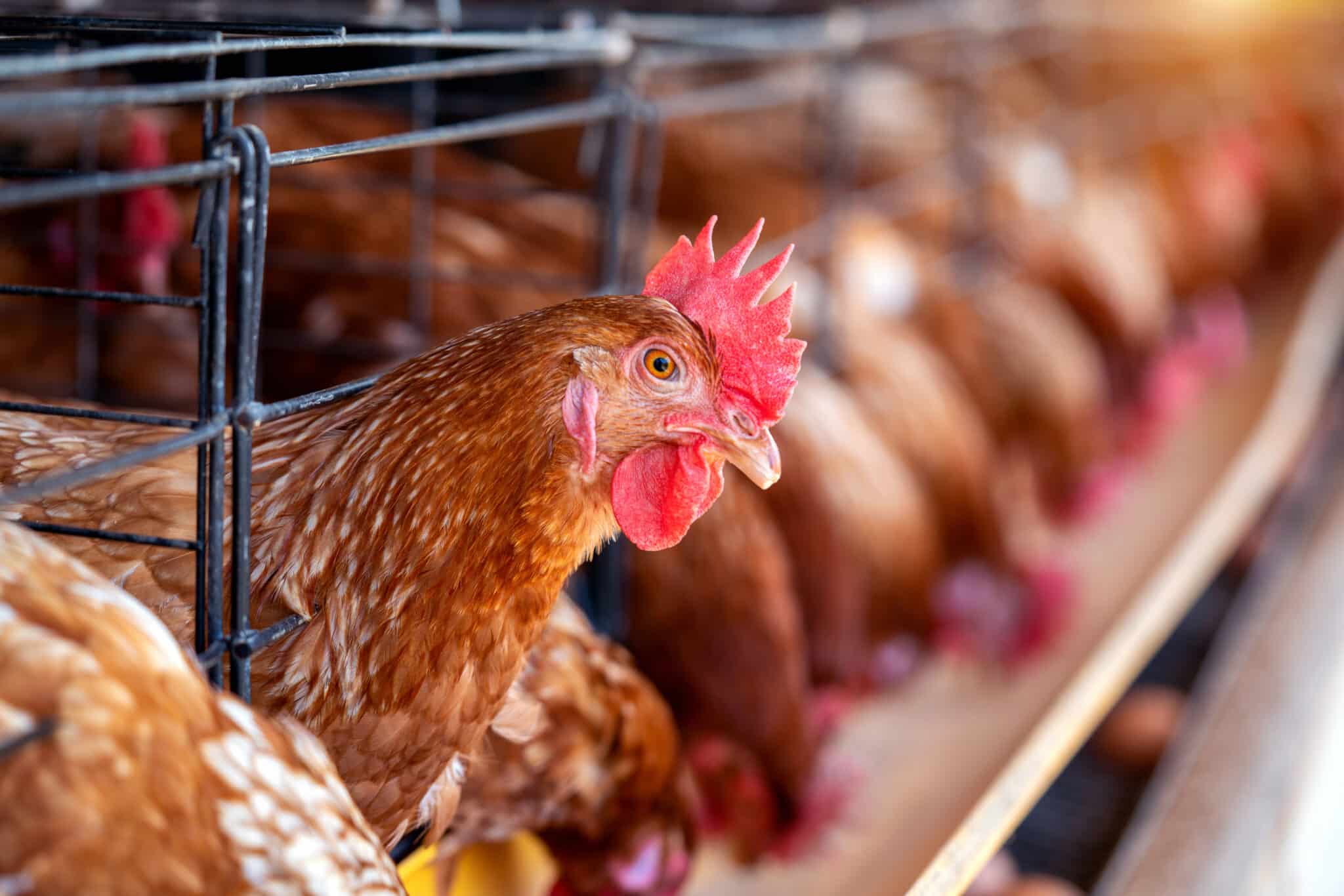 IPCA pode ser aliviado com suspensão da exportação de frango, dizem especialistas