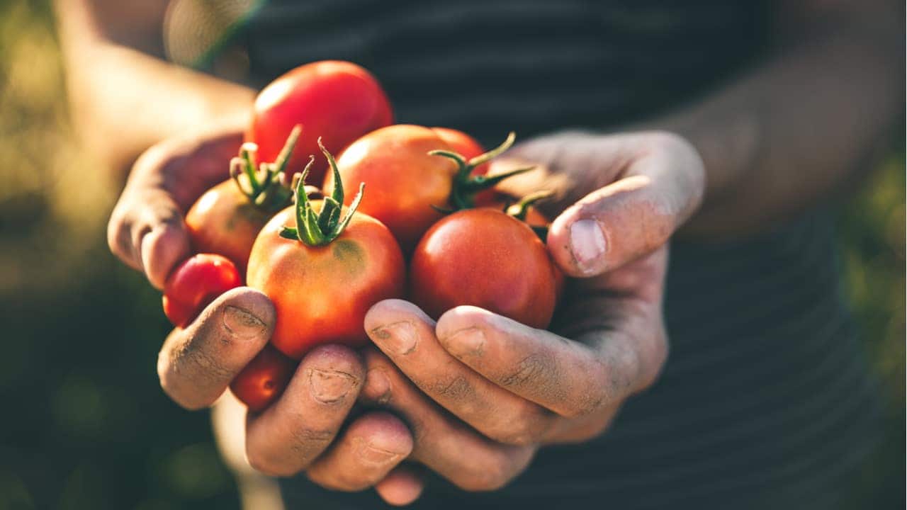 agricultores