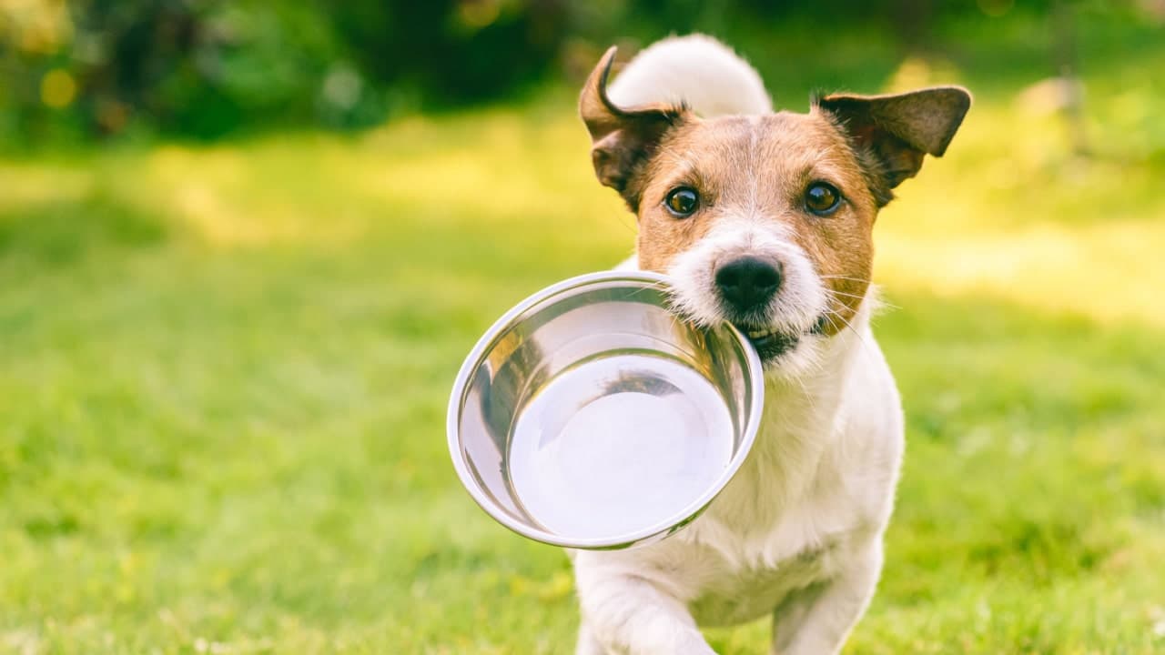 Moda Pet Influencer está pagando mais de 50 mil reais; confira!
