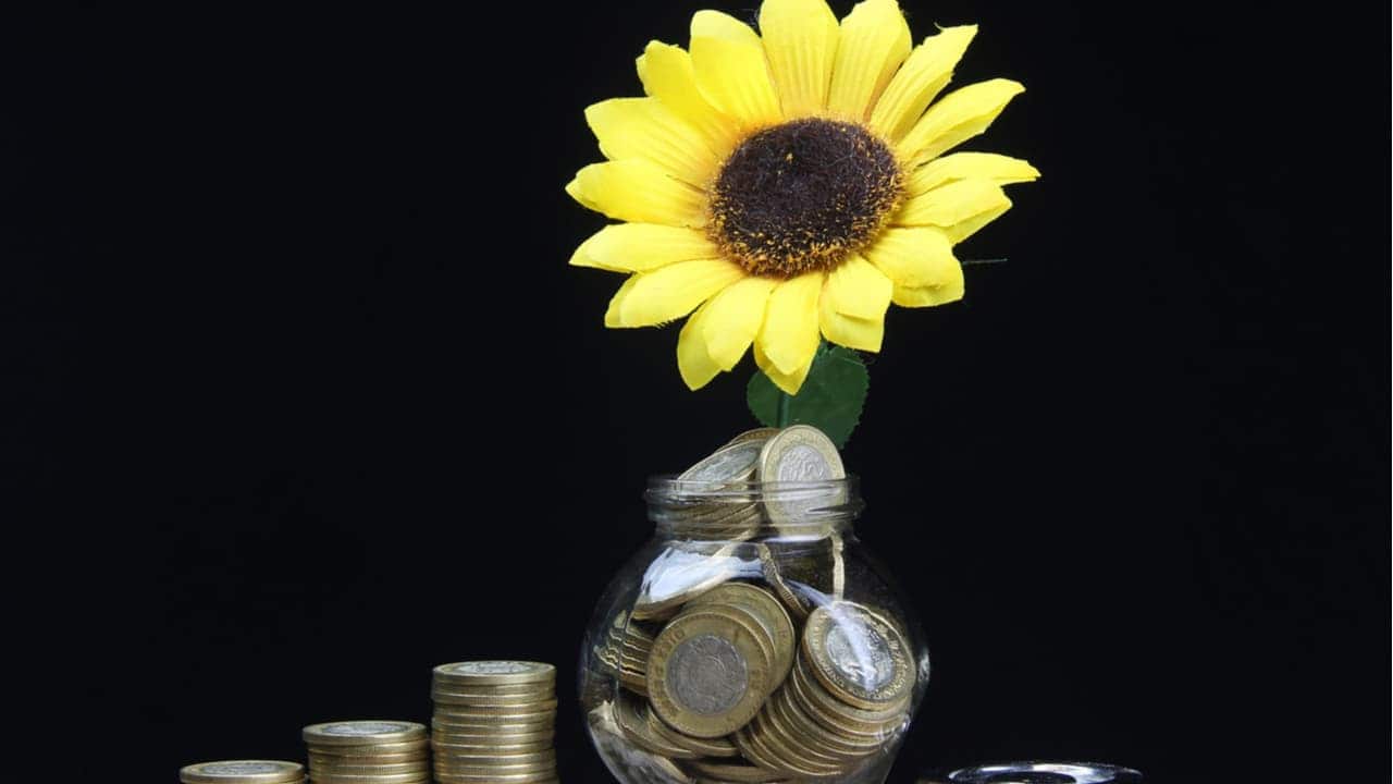 uma jarra de girassol com moedas dentro