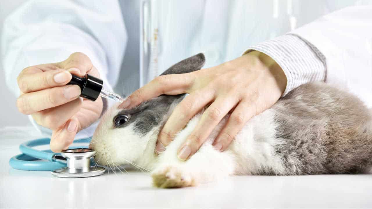 Cientista testa produto nos olhos de um coelho