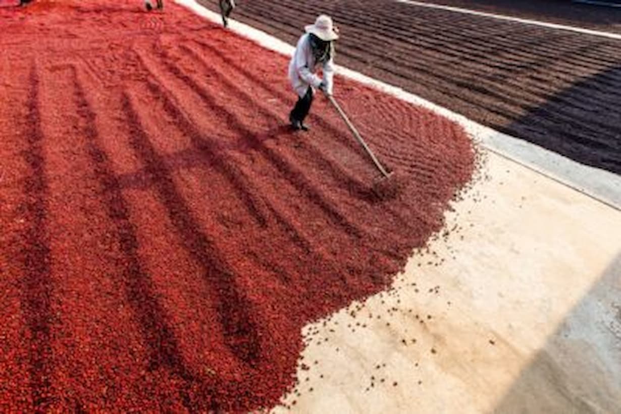 Reforma tributária vai baixar o preço do café? Entenda como vai ficar o produto