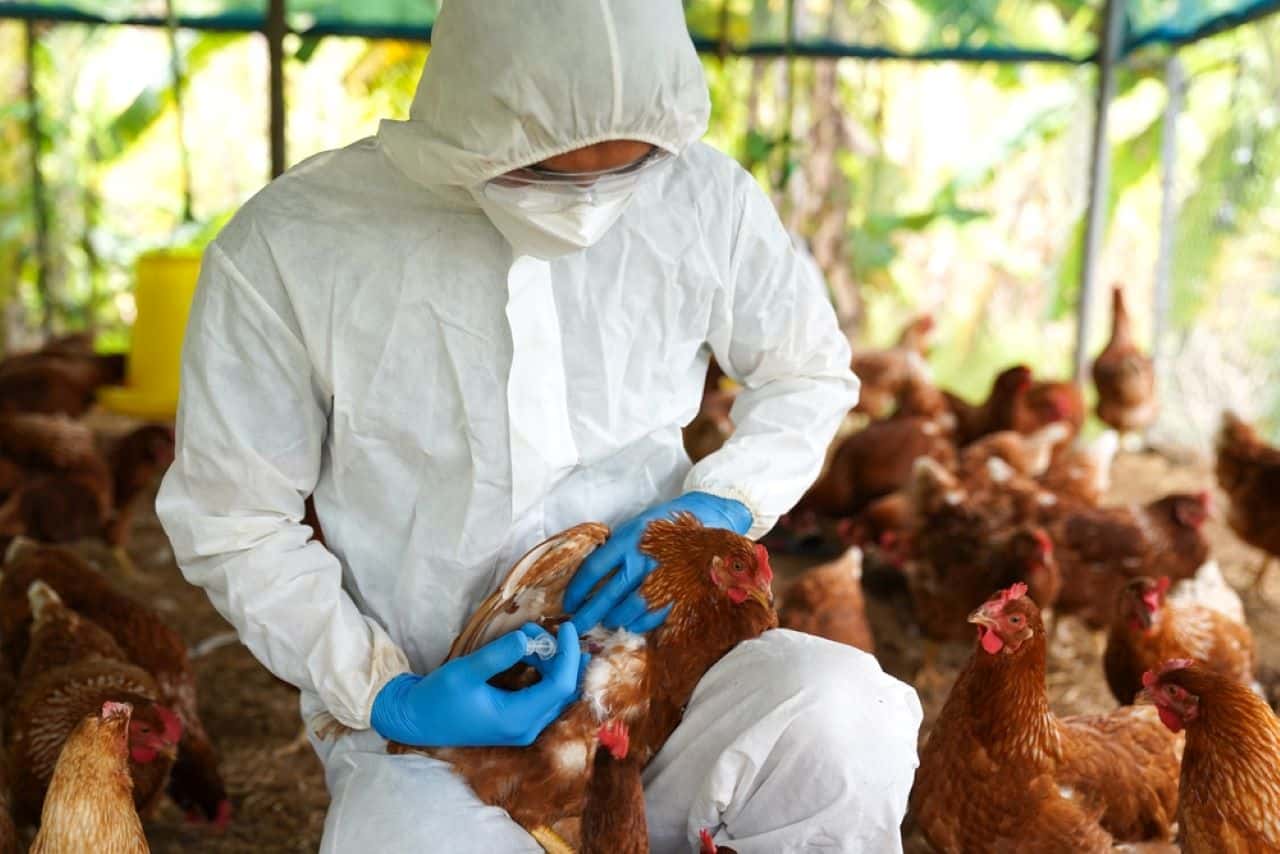 China bloqueia compra de frango do Brasil por causa da gripe aviária