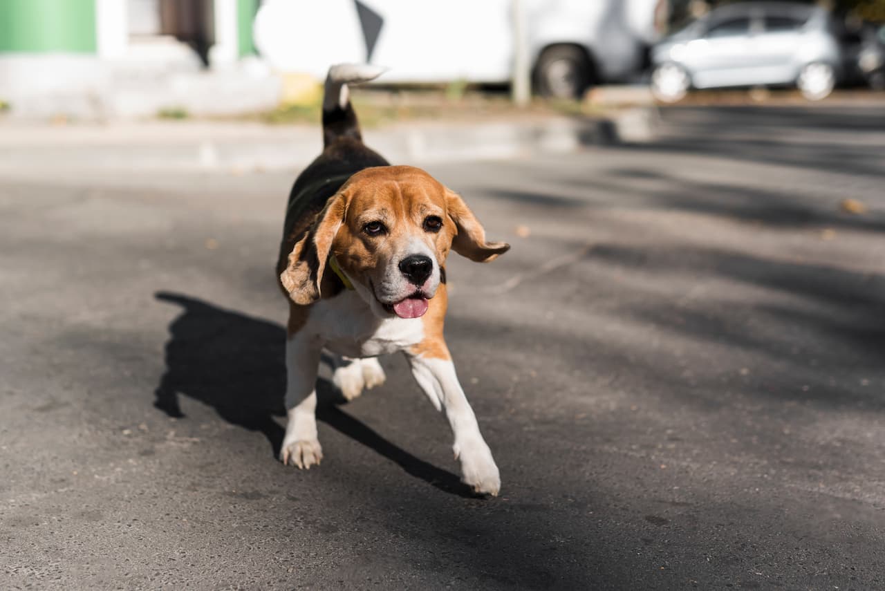 Lei que obriga o registro de animais de estimação é decretada e o processo será pago; entenda
